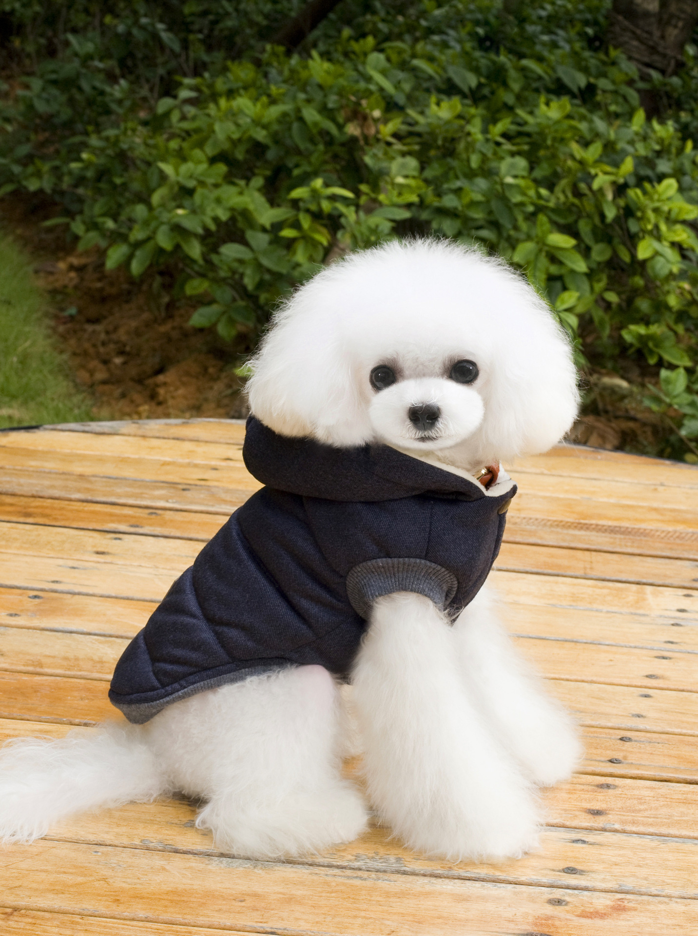 Coat for Dogs